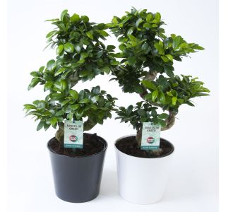 FIKUS GINSENG S OBLIKA V OKRASNI POSODI L22 CM FIKUS GINSENG S OBLIKA V OKRASNI POSODI L22 CM