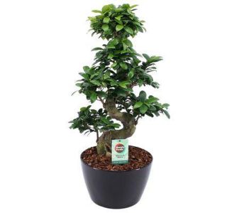 FIKUS GINSENG S OBLIKA V OKRASNI POSODI L28 CM FIKUS GINSENG S OBLIKA V OKRASNI POSODI L28 CM