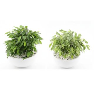 FIKUS GREEN KINKY V OKRASNI SKLEDI L22 CM