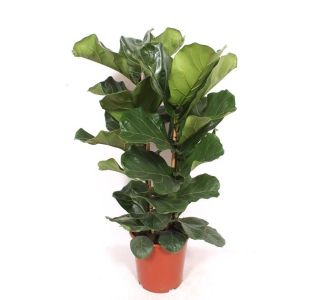 LYRATA L27 CM 2ST LYRATA L27 CM 2ST