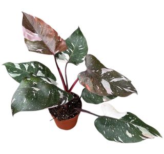 ANDERSON PINK L14 CM