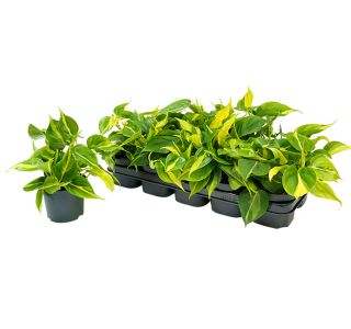 FILODENDRON BRASIL L12 CM FILODENDRON BRASIL L12 CM