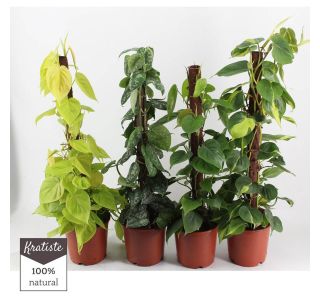 NA OPORI 80 CM L19 CM