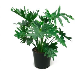 PHILODENDRON HOPE L19 CM