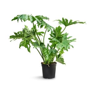 PHILODENDRON SELLOUM L21 CM
