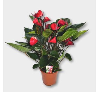 FLAMINGOVEC DECO RED L17 CM