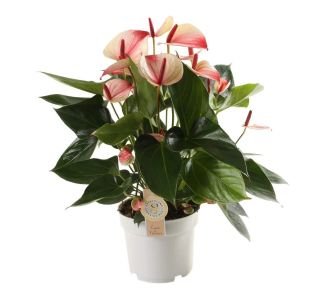 FLAMINGOVEC MYSTIQUE L17 CM