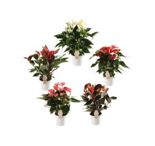 FLAMINGOVEC PREMIUM MIX 5 BARVNI L14 CM