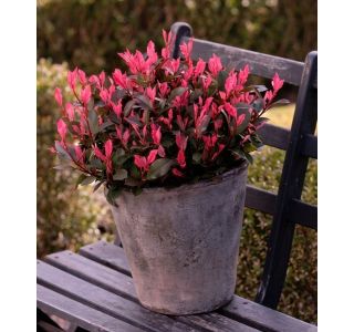 FOTINIJA FRAS. LITTLE (NIZKA) L17 CM