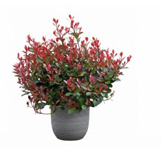 FOTINIJA FRAS. LITTLE RED ROBIN L 2L