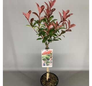 FOTINIJA NA DEBLU 50 CM L19 CM