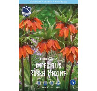 FRITILARIJA RDEČA FRITILARIJA RDEČA