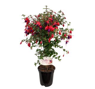 FUKSIJA STEBLU L19 CM