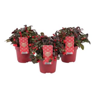 BIG BERRY L12 CM