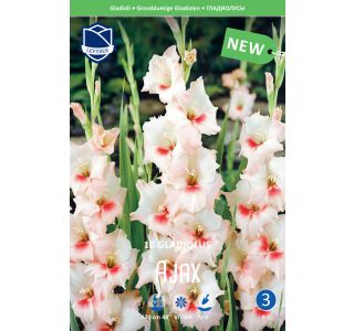 GLADIOLA LEFEBER AJAX 10KOS GLADIOLA LEFEBER AJAX 10KOS