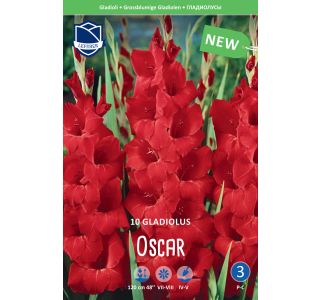 GLADIOLA LEFEBER MANHATTAN 10KOS GLADIOLA LEFEBER MANHATTAN 10KOS