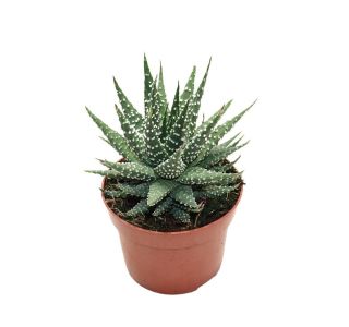 HAVORTIJA MARGARITIFERA L12 CM