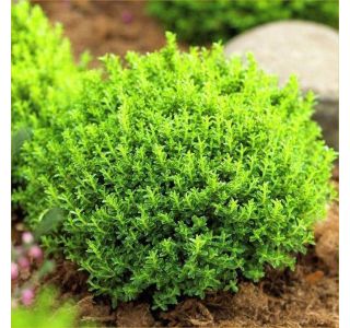 HEBA GREEN GLOBE L10.5 CM