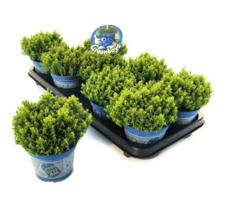 GREEN GLOBE L12 CM