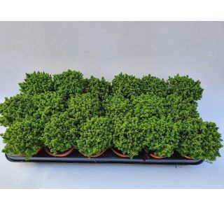 GREEN GLOBE L9 CM