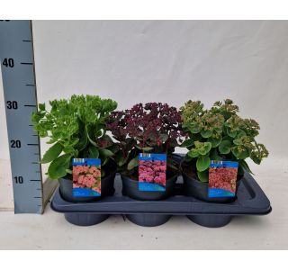 HOMULICA HERMELIKA L17 CM HOMULICA HERMELIKA L17 CM