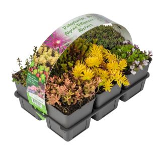 HOMULICA KULTIPAK 6/1