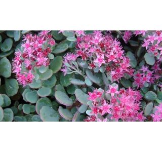 (SEDUM CAUTICOLA LIDAKENSE) L15 CM (SEDUM CAUTICOLA LIDAKENSE) L15 CM