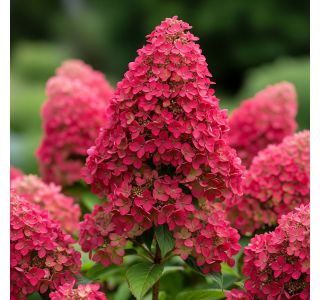 HORTENZIJA LATASTA WIMS RED L19 CM