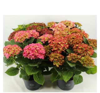 HORTENZIJA VRTNA 7+ CVETOV L23 CM HORTENZIJA VRTNA 7+ CVETOV L23 CM