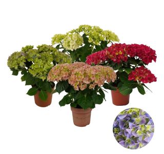 HORTENZIJA VRTNA L14 CM HORTENZIJA VRTNA L14 CM