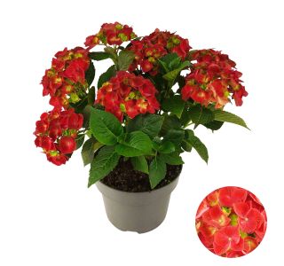 HORTENZIJA VRTNA RDEČA 7+ CVETOV L23 CM HORTENZIJA VRTNA RDEČA 7+ CVETOV L23 CM