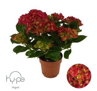 HORTENZIJA VRTNA RDEČA L14 CM HORTENZIJA VRTNA RDEČA L14 CM