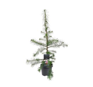 IGLAVEC MACESEN (LARIX DECIDUA) L23 CM