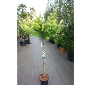 IGLAVEC MACESEN MAGIC GOLD NA DEBLU 70 CM L26 CM