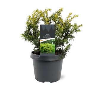 IGLAVEC TISA BACCATA SUMMERGOLD L3 L