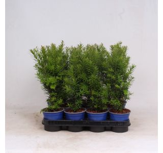 IGLAVEC TISA HILLI ZA ŽIVE MEJE L13 CM