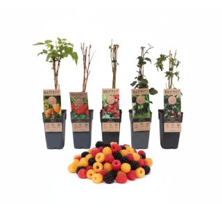 JAGODIČEVJE MIX (MALINE IN ROBIDE) L2 L