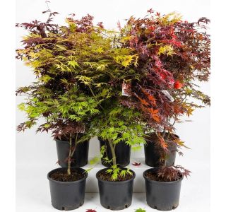 JAVOR ACER PALAMTUM L43 CM