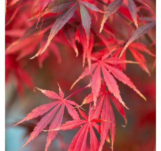 JAVOR ACER SUMINAGASHI L7.5 L