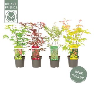 JAVOR JAPONSKI L10.5 CM