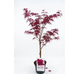 JAVOR PAHLJAČASTI GARNET L21 CM