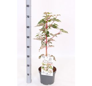 JAVOR RED FLAMINGO L19 CM