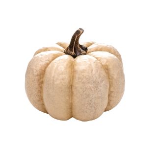 JESENSKA FIGURA GLOSSTYLE BUČA 22 CM BEŽ JESENSKA FIGURA GLOSSTYLE BUČA 22 CM BEŽ