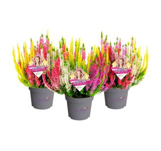 JESENSKA VRESA BEAUTY LADIES HIGH FIVE L11 CM JESENSKA VRESA BEAUTY LADIES HIGH FIVE L11 CM