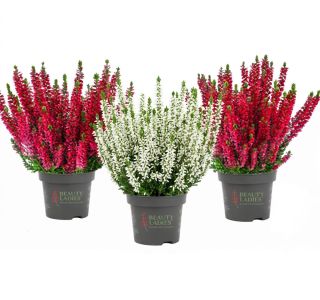 JESENSKA VRESA BEAUTY LADIES L10.5 CM