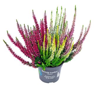 JESENSKA VRESA BEAUTY LADIES QUATTRO L12 CM JESENSKA VRESA BEAUTY LADIES QUATTRO L12 CM