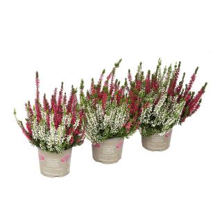 JESENSKA VRESA (CALLUNA BEAUTY LADIES) TWIN (DVOBARVNA) L12 CM