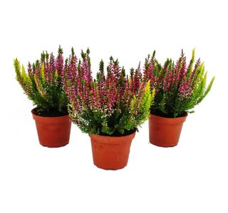 JESENSKA VRESA (CALLUNA) TRIO (TRIBARVNA) L11 CM JESENSKA VRESA (CALLUNA) TRIO (TRIBARVNA) L11 CM