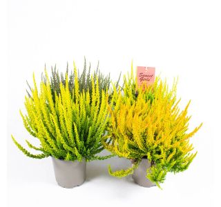 JESENSKA VRESA GARDEN GIRLS SUNSET L12 CM JESENSKA VRESA GARDEN GIRLS SUNSET L12 CM