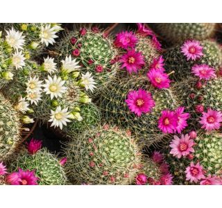 CACTUS MAMMILLARIA S CVETOVI  L5.5 CM